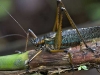 Image: Conservation International