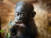 Bonobo monkey