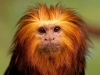Golden lion tamarind