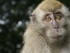 Long-tailed macaque