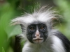 Red colobus