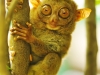 Tarsier monkey