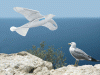 SmartBird meets the herring gull