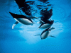 AquaPenguins
