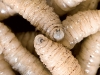 A factory in Mexico is breeding sterile Screwworms in order to control their devastating spread throughout the US.