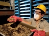 A factory in Mexico is breeding sterile Screwworms in order to control their devastating spread throughout the US.
