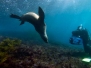 Sea Dogs of Montague Island