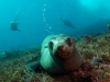 Image: Richard Vevers/Underwater Australia