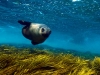 Image: Richard Vevers/Underwater Australia