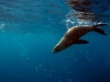 Image: Richard Vevers/Underwater Australia