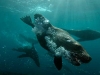 Image: Richard Vevers/Underwater Australia