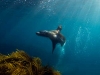 Image: Richard Vevers/Underwater Australia