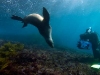 Image: Richard Vevers/Underwater Australia