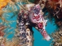 Seahorses of Sydney Harbour