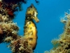 Seahorses of Sydney Harbour
