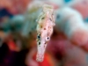 Seahorses of Sydney Harbour