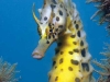 Seahorses of Sydney Harbour