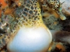 Seahorses of Sydney Harbour