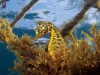Seahorses of Sydney Harbour