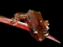 The lost frogs of Haiti