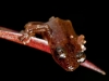 Hispaniola Crowned Frog