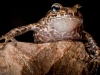 La Hotte Glanded Frog