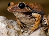 Macaya Burrowing Frog