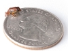 Macaya Burrowing Frog