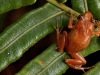 Macaya Breast-spot Frog