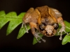Ventriloqual Frog