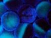 Xenopus laevis oocytes