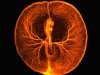 Chicken embryo vascular system