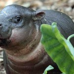 Video: Baby Pygmy Hippo welcomed at Taronga Zoo  