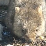 Video: Wombat in the wild