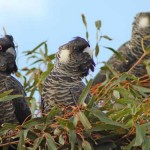 Citizen scientists in Perth help track Carnaby’s Cockatoo