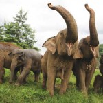 The shrinking giant: Time is running out for the Asian Elephant