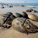 Living fossils: Long live the Horseshoe Crab