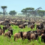 Serengeti highway would cause an ‘environmental disaster’