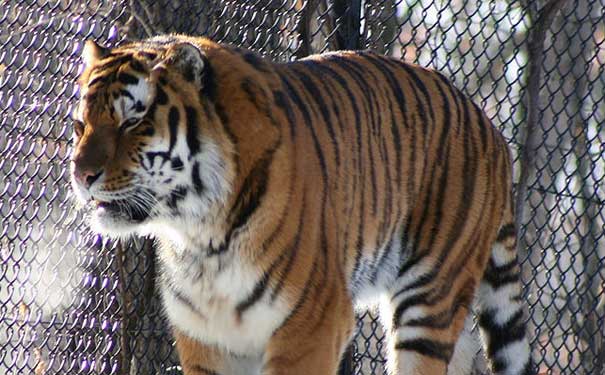 tiger