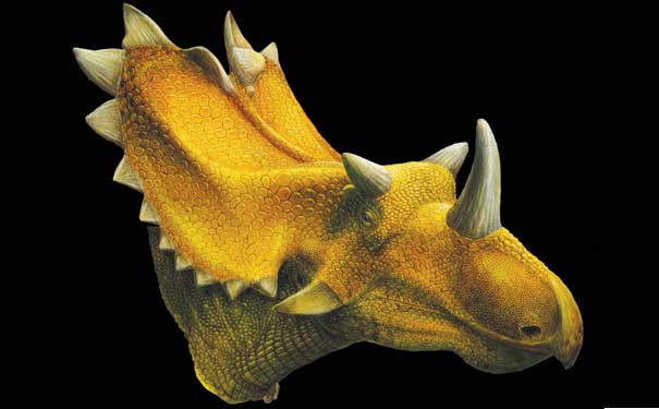 Utahceratops gettvi Utahceratops gettvi