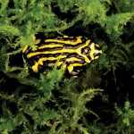 Video: Behind the scenes at Taronga’s Corroboree Frog conservation program 