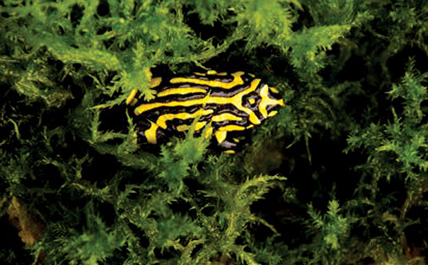 Corroboree-Frog_credit-Lorinda-Taylor