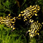 Tiny frogs struggle for survival 