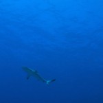 Protection push for Coral Sea marine life