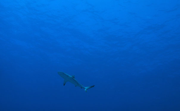 Grey-reef-shark_Near-Threatened