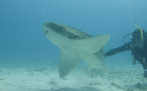 Leopard-shark_Vulnerable