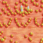 Ask Us: How do scientists see atoms?