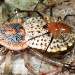 New spider species has biggest females
