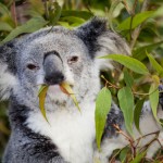 Renewed calls to protect koalas from habitat loss, disease   