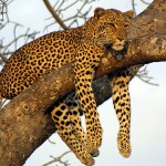 How leopards got their spots